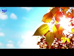 कबूतर 1 सौर सड़क प्रकाश