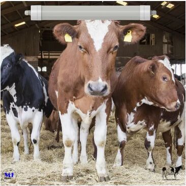 एलईडी त्रि-प्रूफ लाइट एंटी-अमोनिया सफेद रंग Ik10 IP69K 0~10V मंद सीसीटी पावर समायोज्य 170lm/W 1.6m डायरी गाय भेड़ फार्महाउस पशुधन के लिए